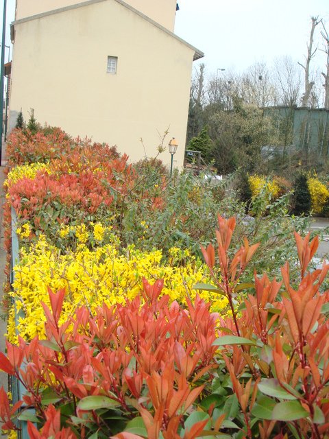 Photinia et forsythia en melange